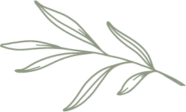 Olive branch illustration